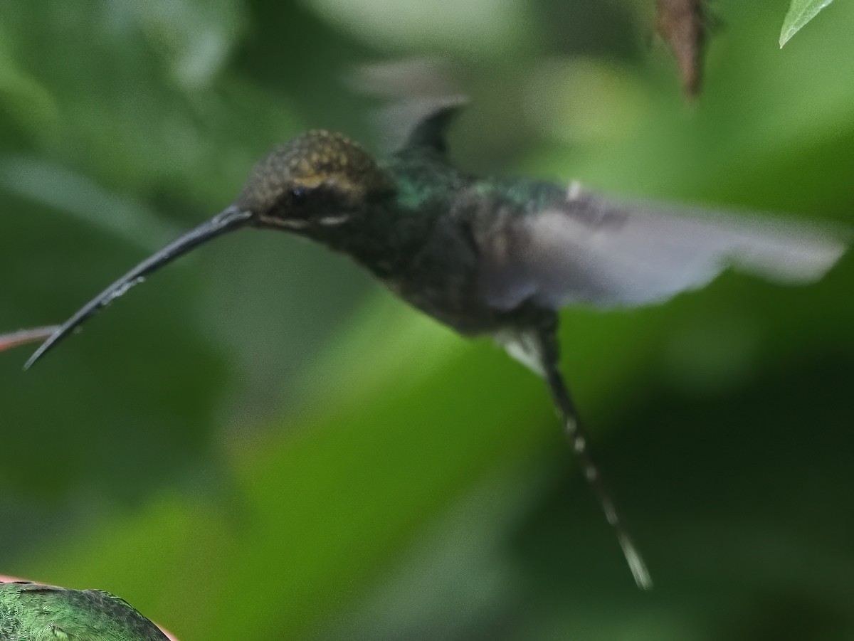 White-whiskered Hermit - ML620575144