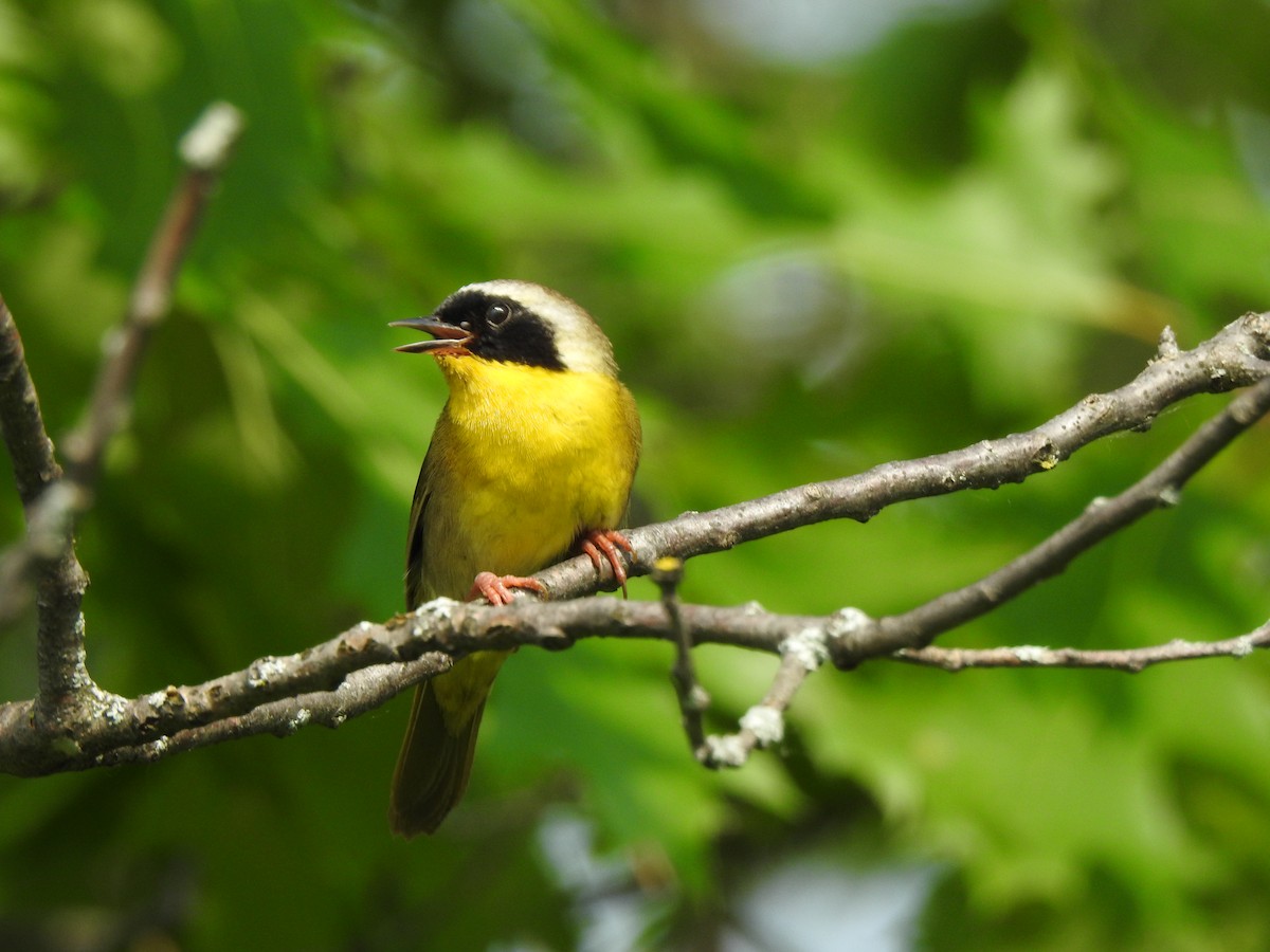 Common Yellowthroat - ML620575146