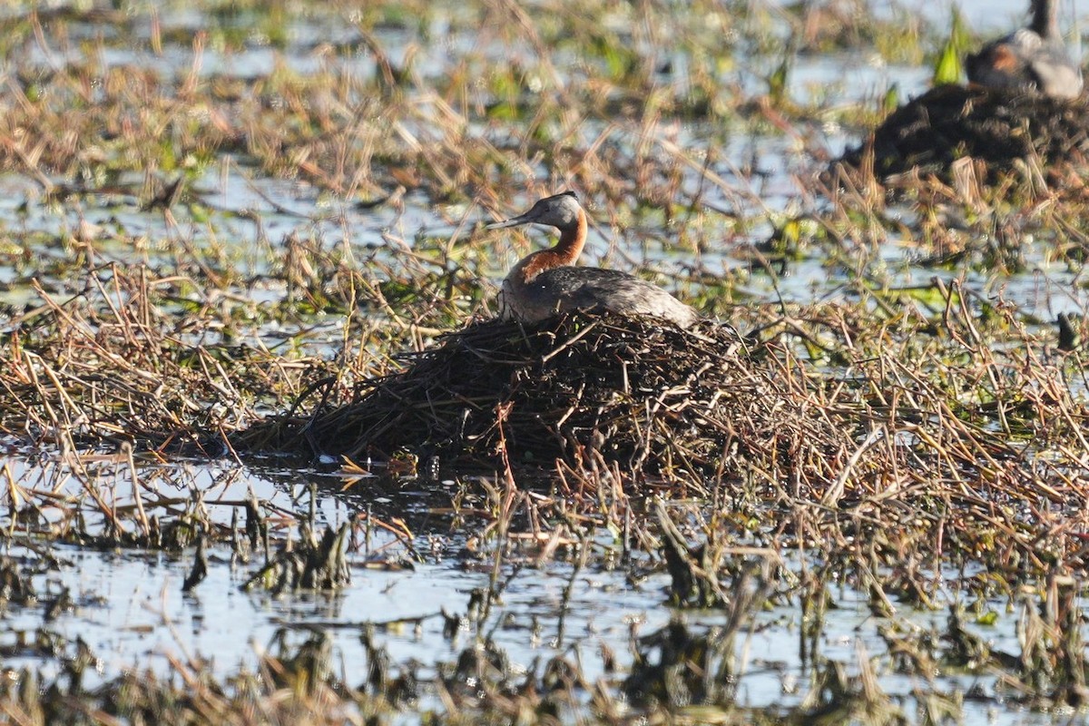 Great Grebe - ML620575152