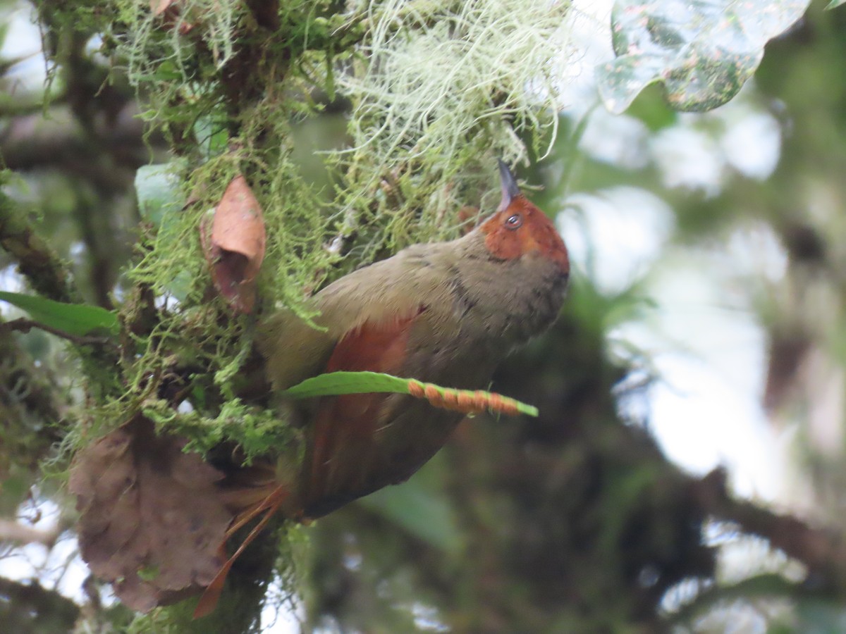 Red-faced Spinetail - ML620575159