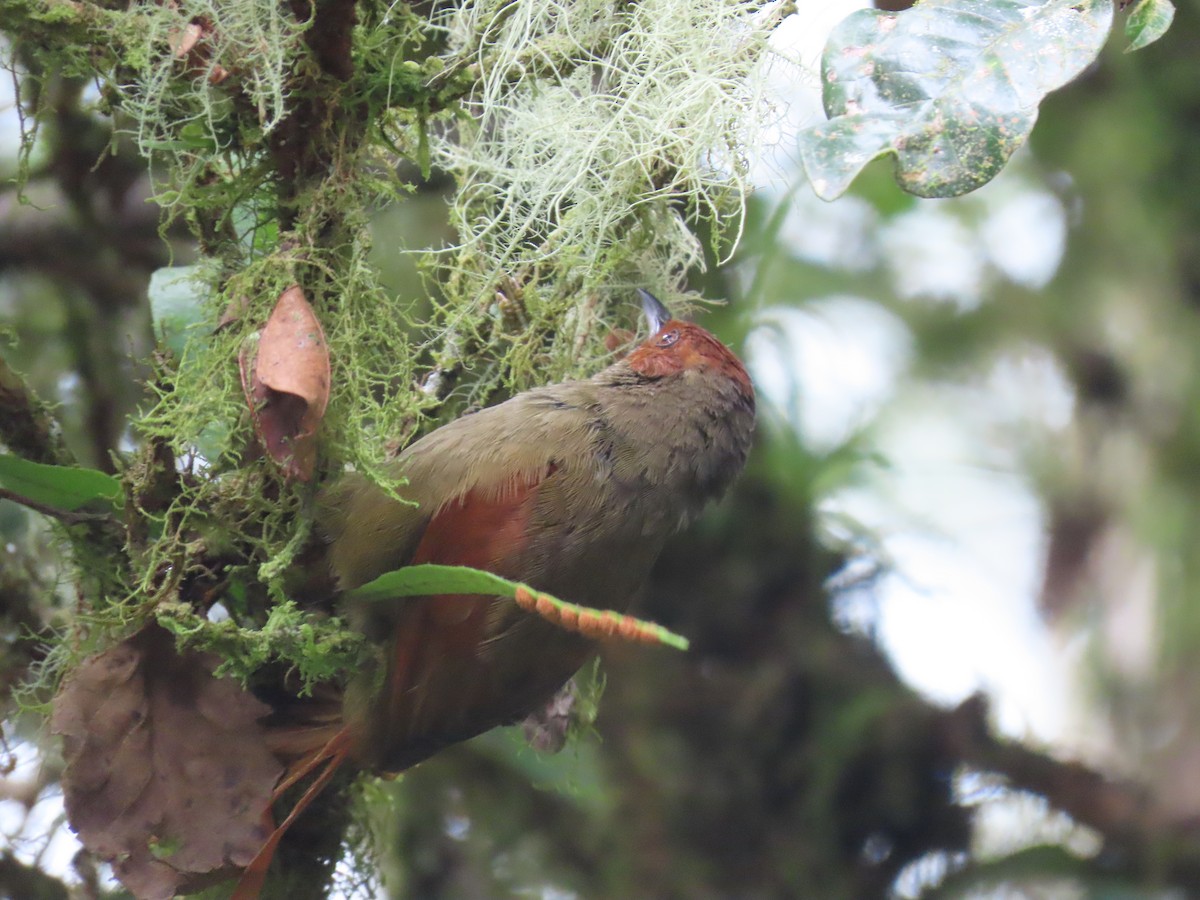 Red-faced Spinetail - ML620575160