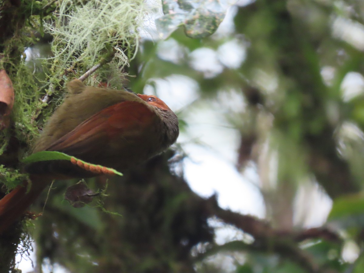 Red-faced Spinetail - ML620575161