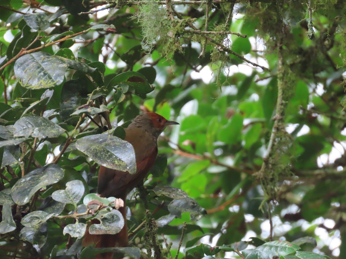Red-faced Spinetail - ML620575162