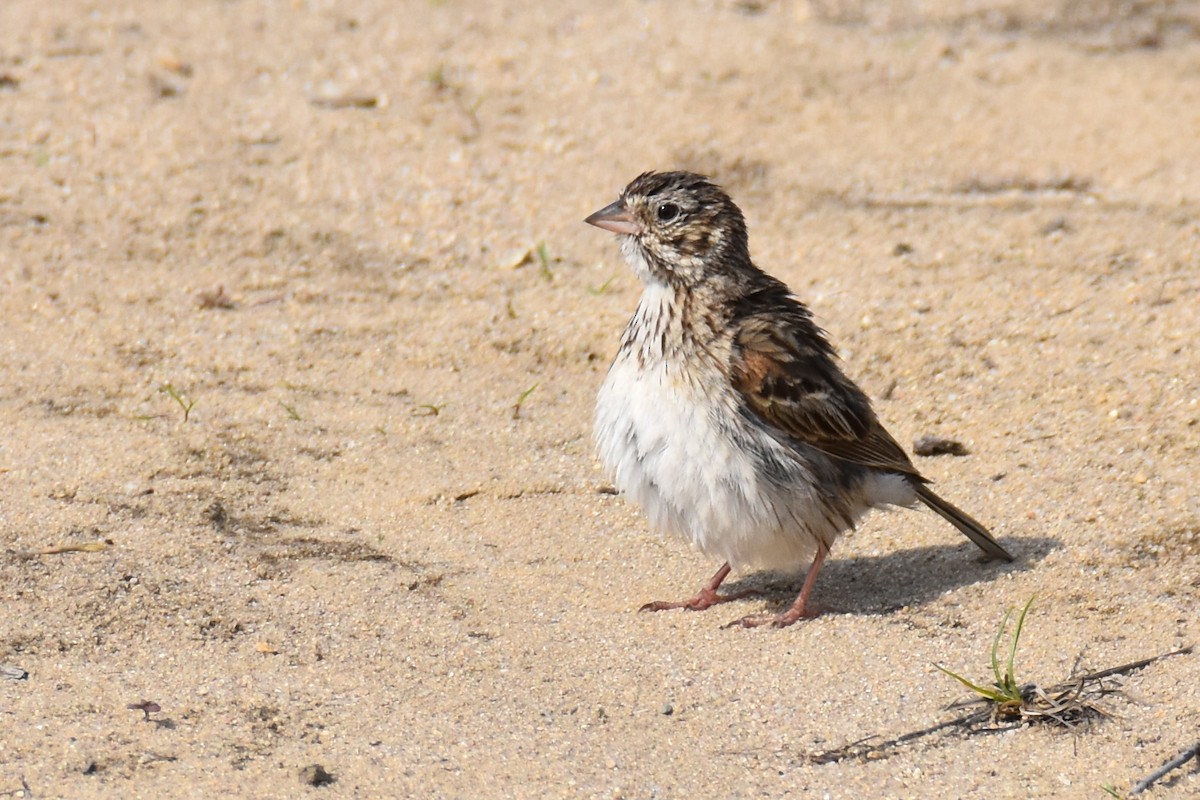 Vesper Sparrow - ML620575165