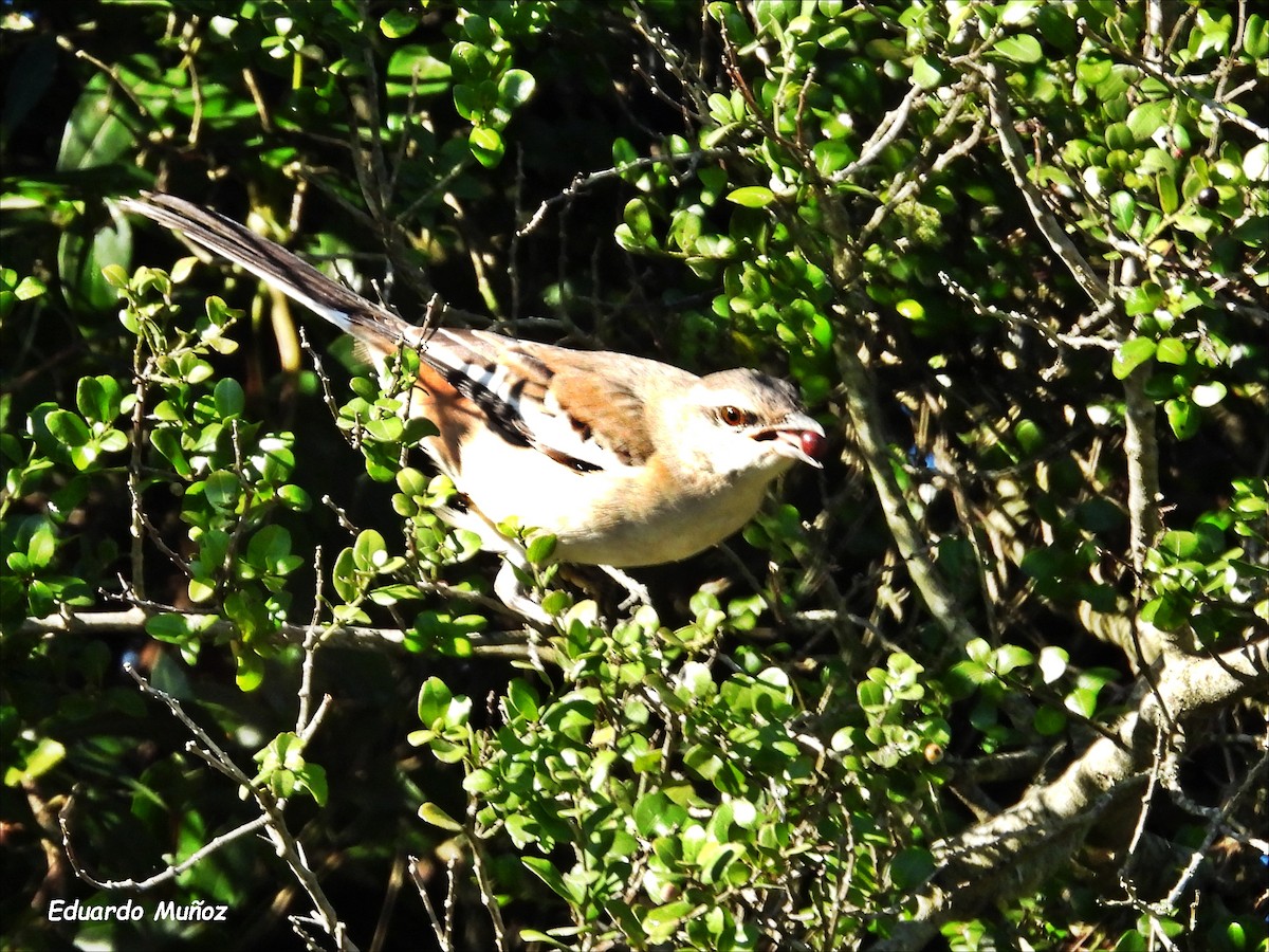 White-banded Mockingbird - ML620575170