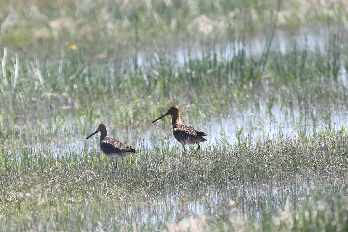 Asian Dowitcher - ML620575187