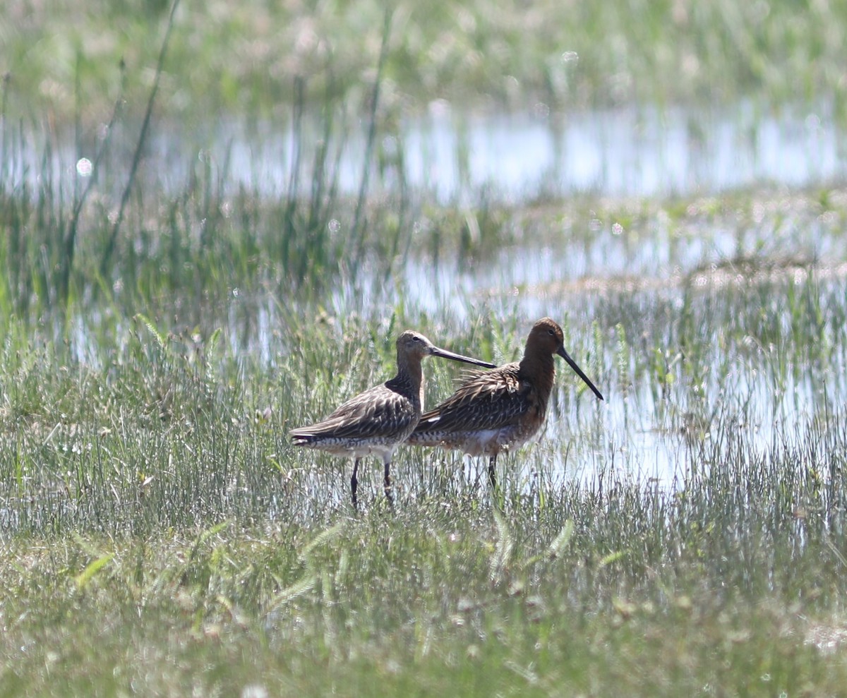 Asian Dowitcher - ML620575188