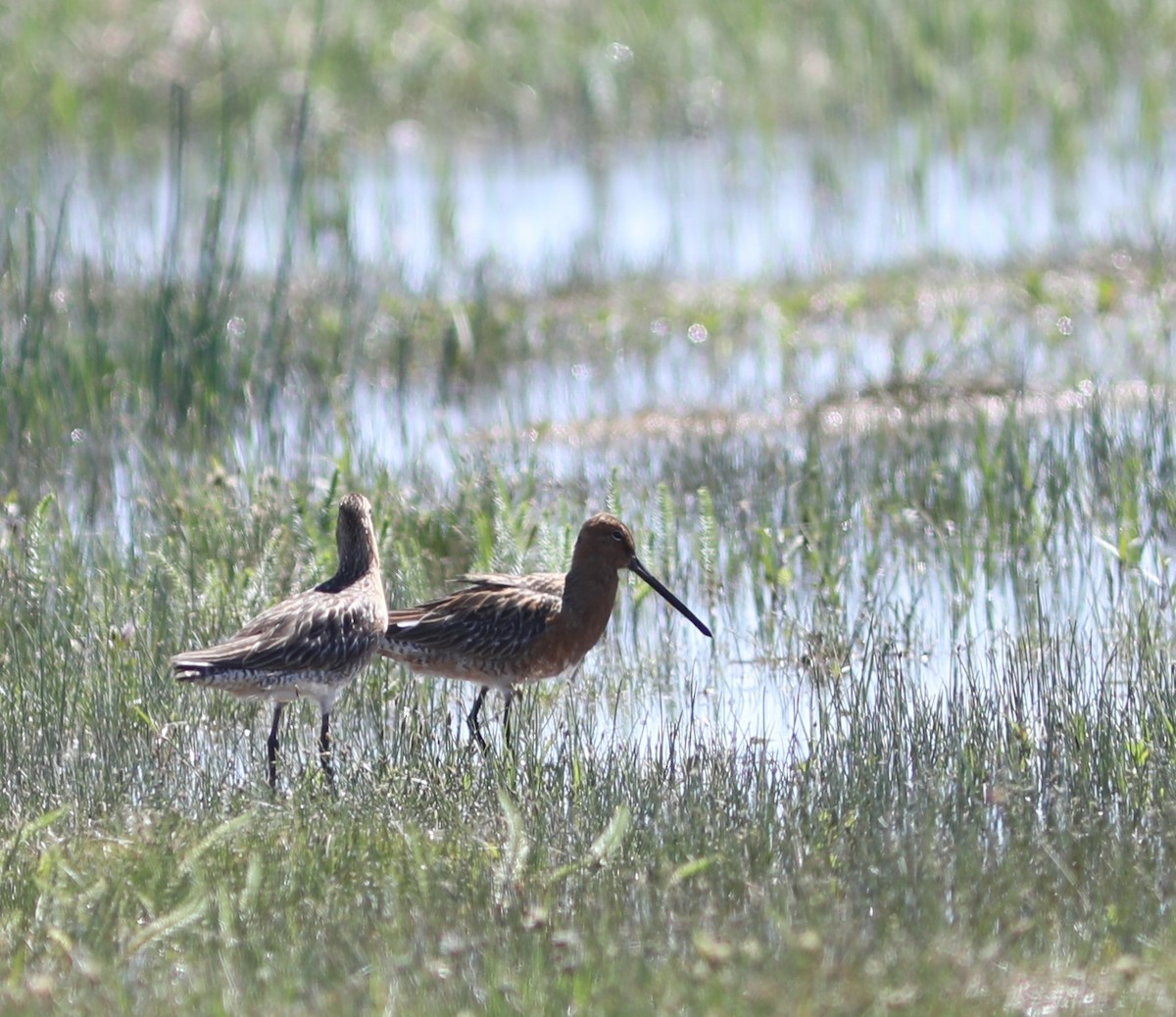 Asian Dowitcher - ML620575189