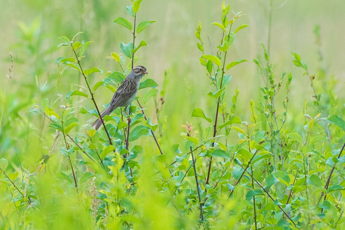 Clay-colored Sparrow - ML620575193