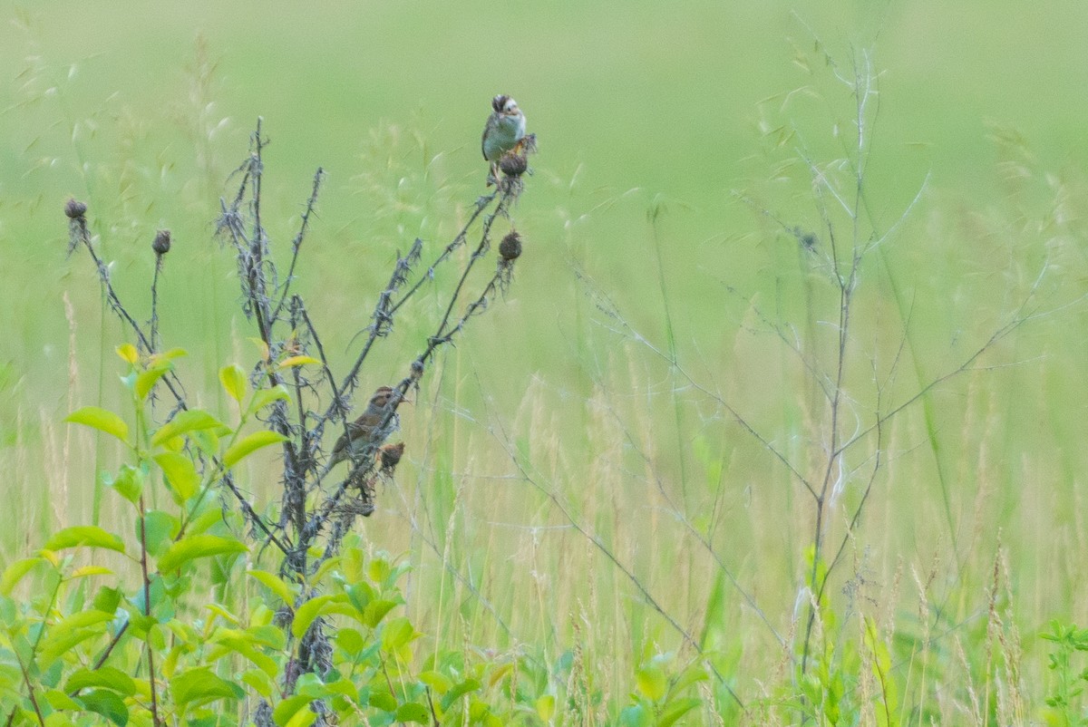 Clay-colored Sparrow - ML620575194