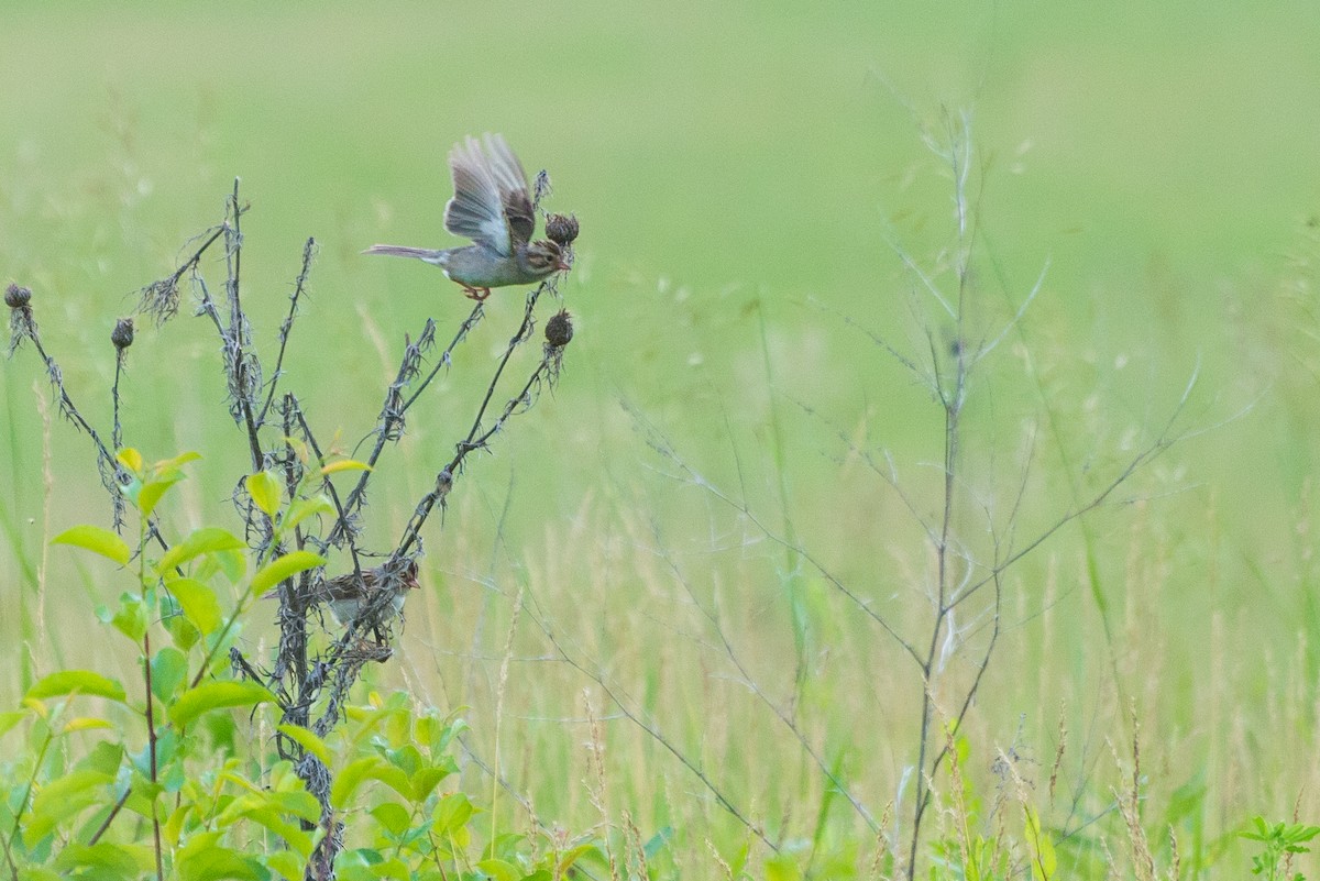 Clay-colored Sparrow - ML620575196