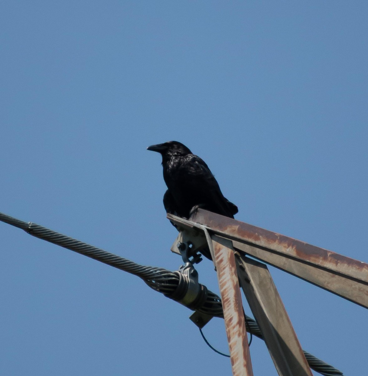 Common Raven - ML620575213