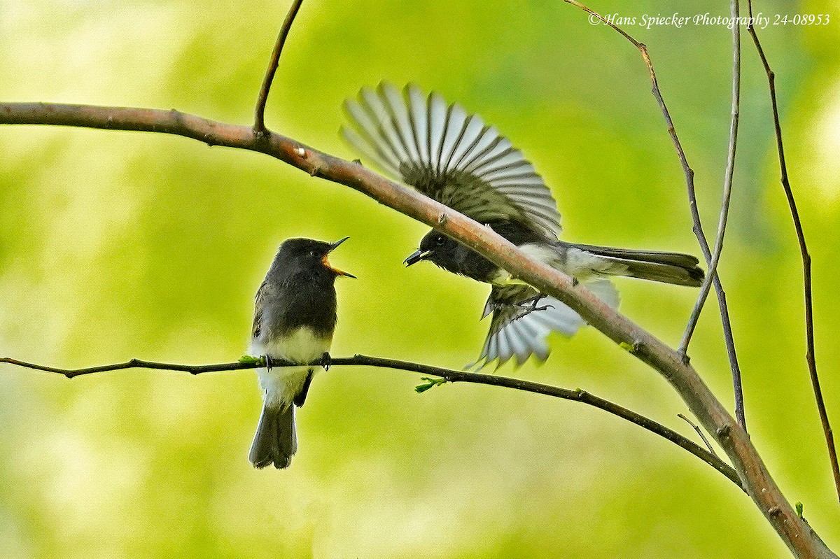 Black Phoebe - ML620575219