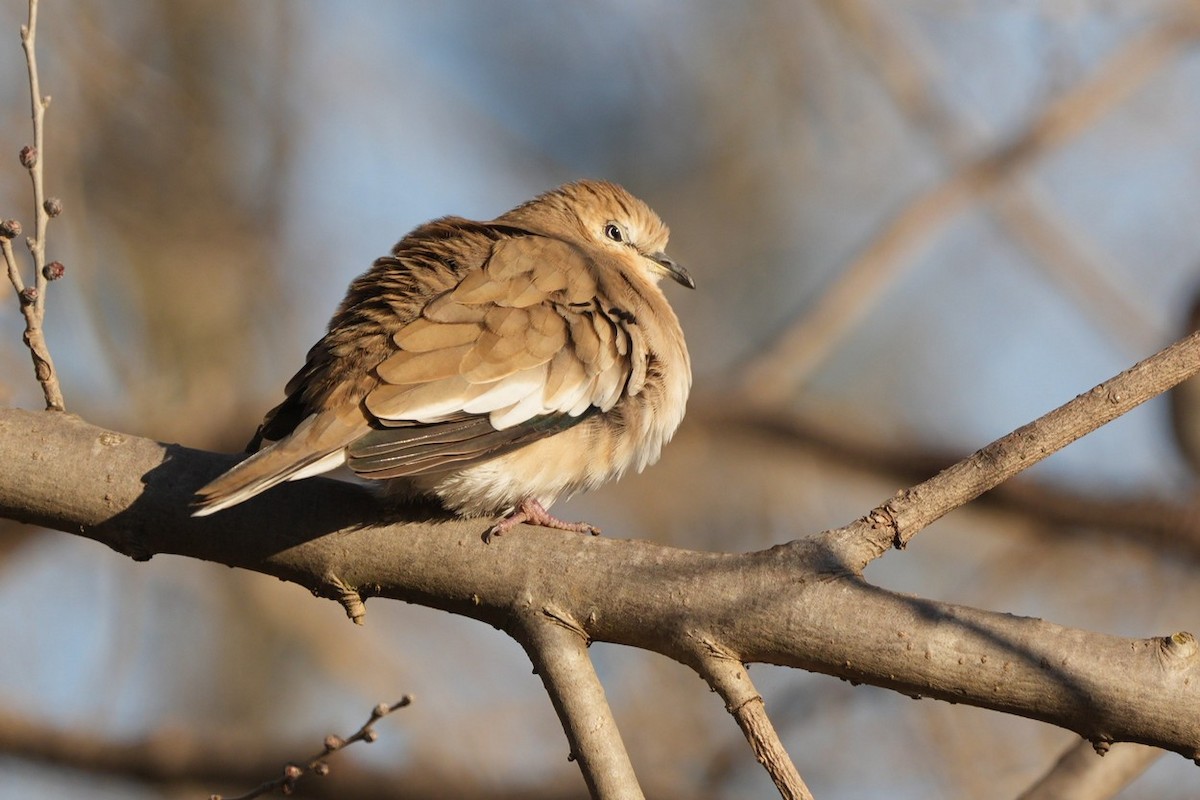 Picui Ground Dove - ML620575224