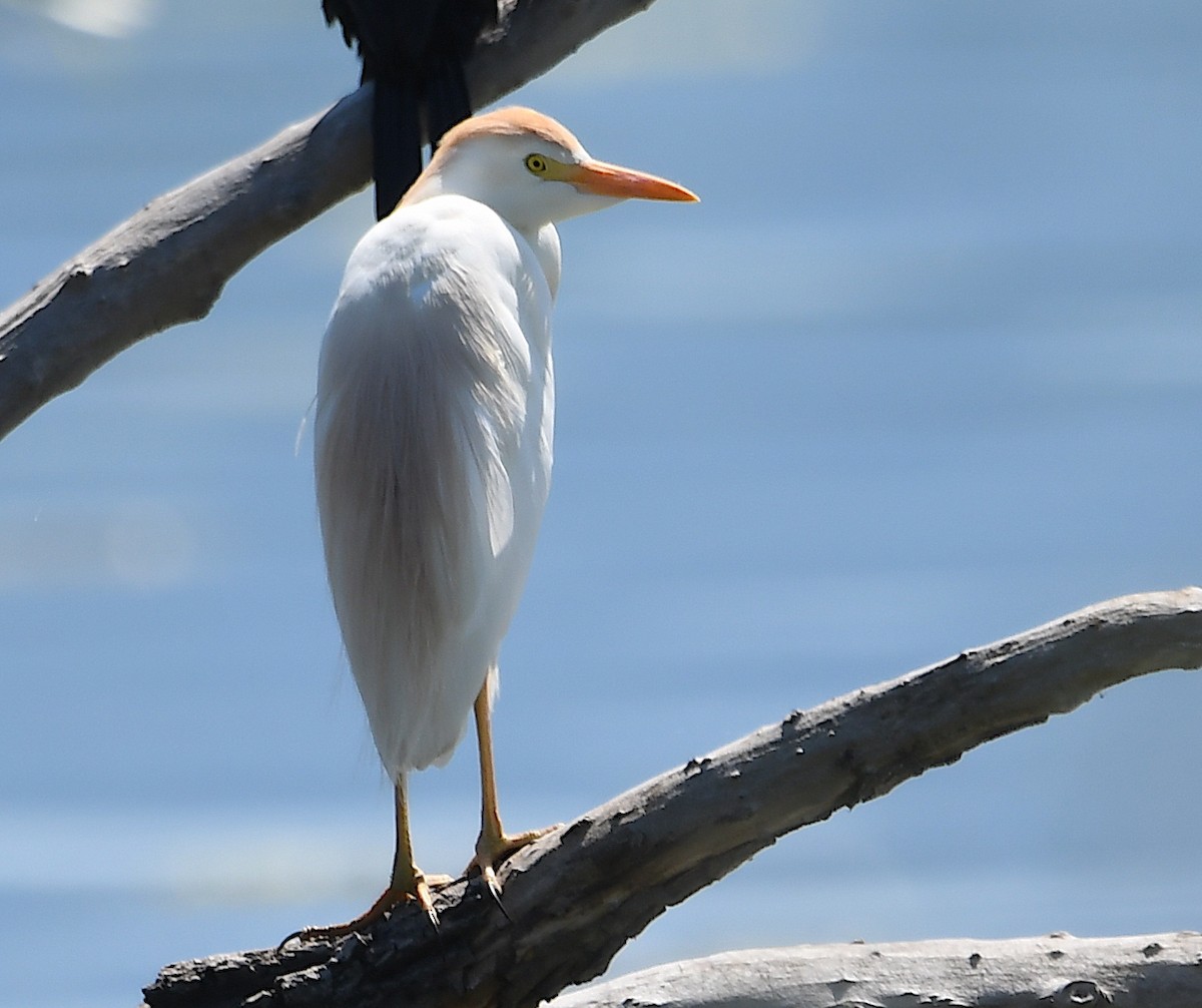 Western Cattle Egret - ML620575230