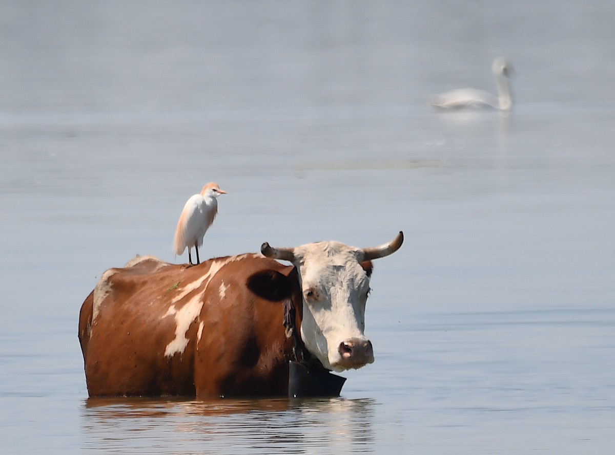 Western Cattle Egret - ML620575231