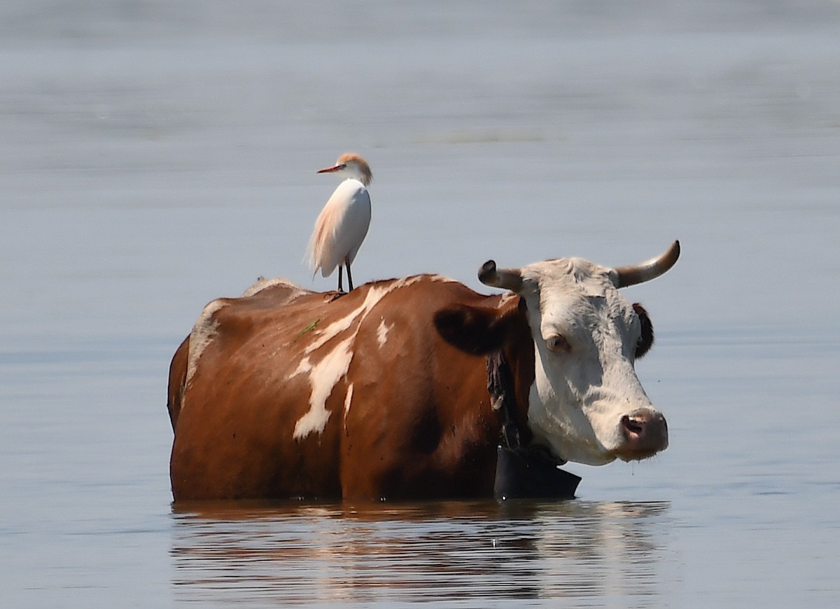 Western Cattle Egret - ML620575232