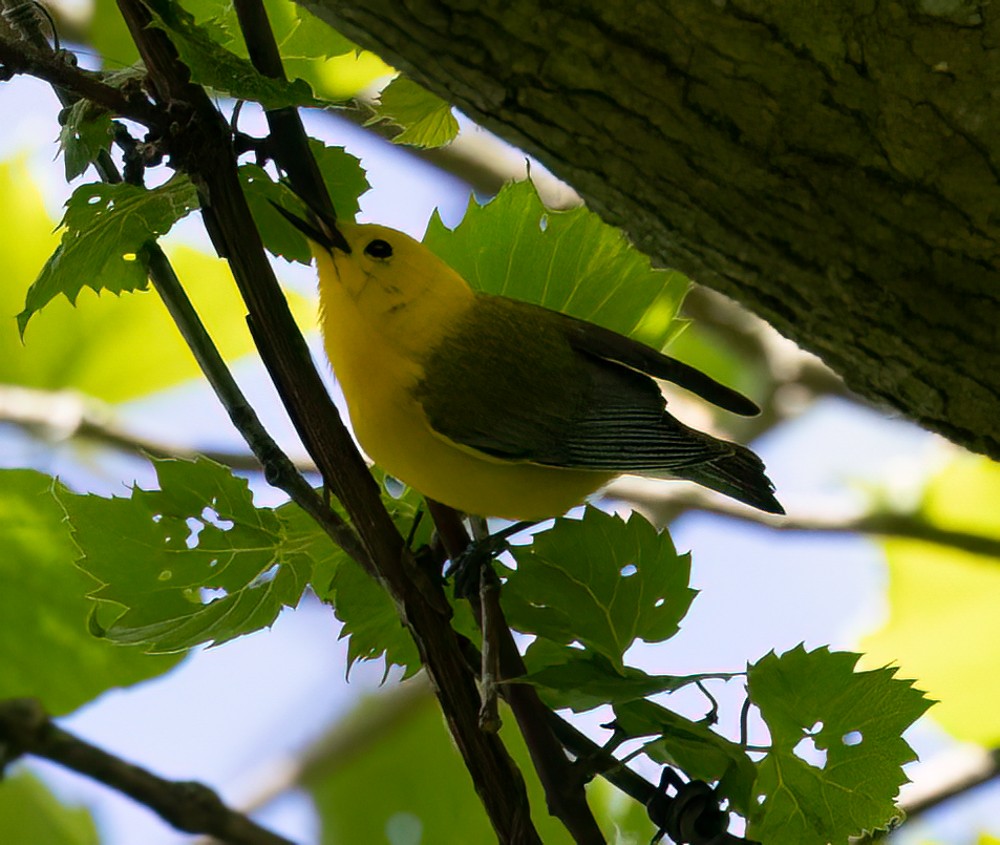 Prothonotary Warbler - ML620575236