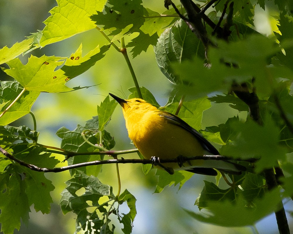 Prothonotary Warbler - ML620575237