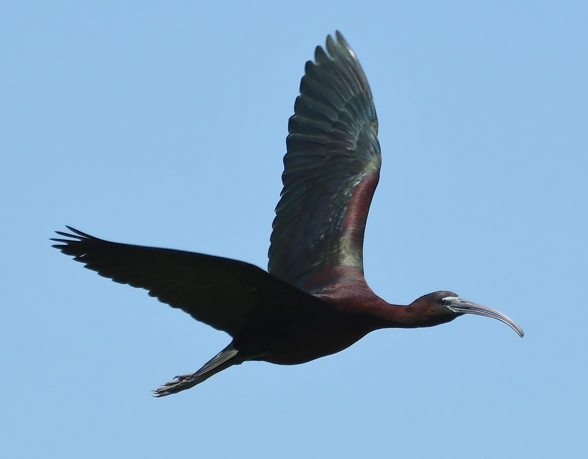 ibis hnědý - ML620575242