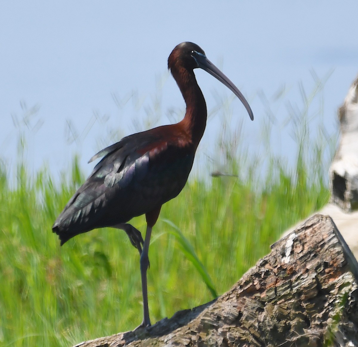 ibis hnědý - ML620575243