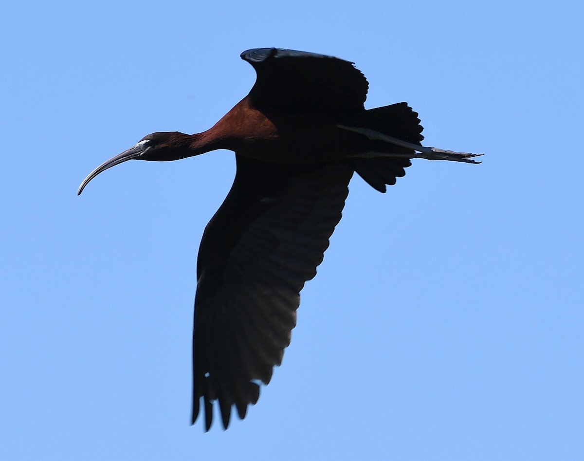 ibis hnědý - ML620575244