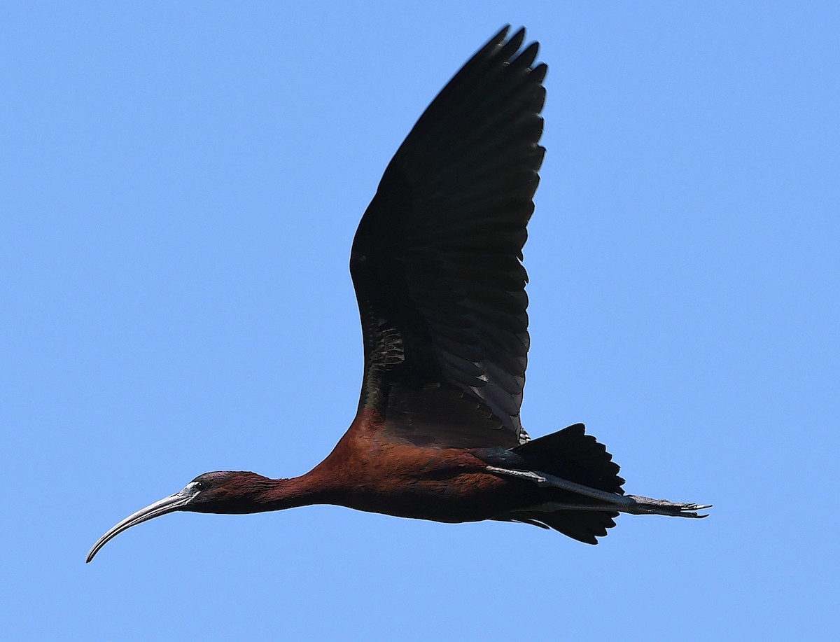 ibis hnědý - ML620575245