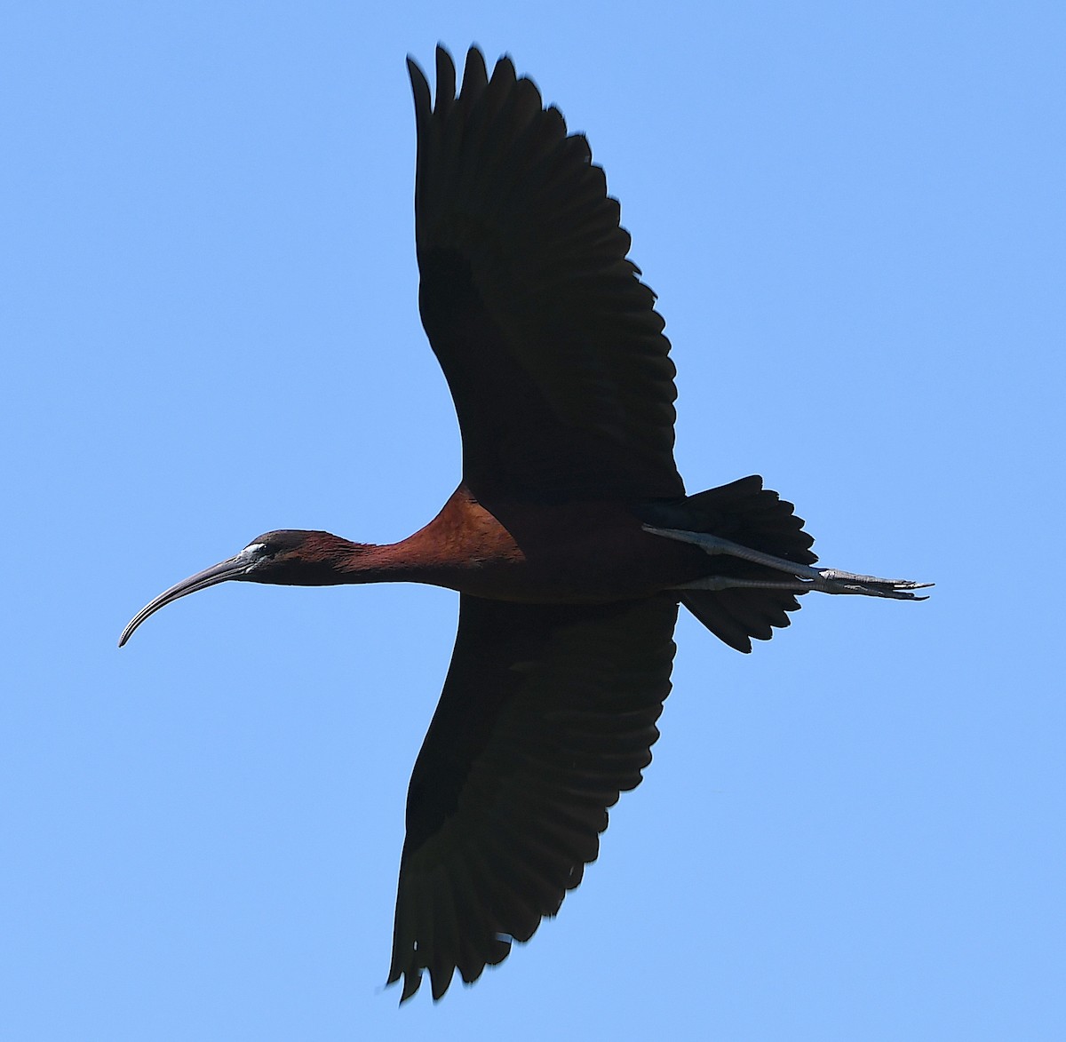 ibis hnědý - ML620575246