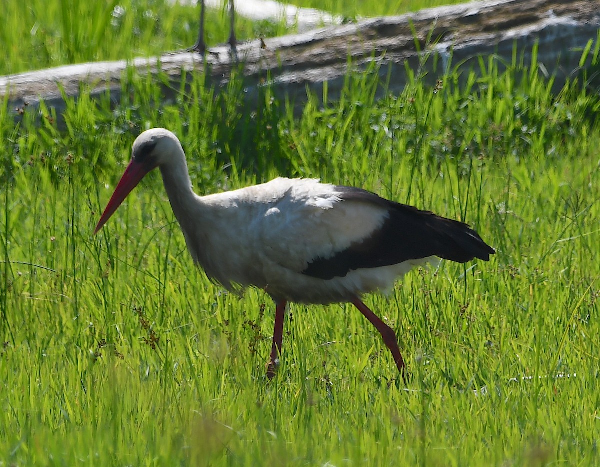 White Stork - ML620575259