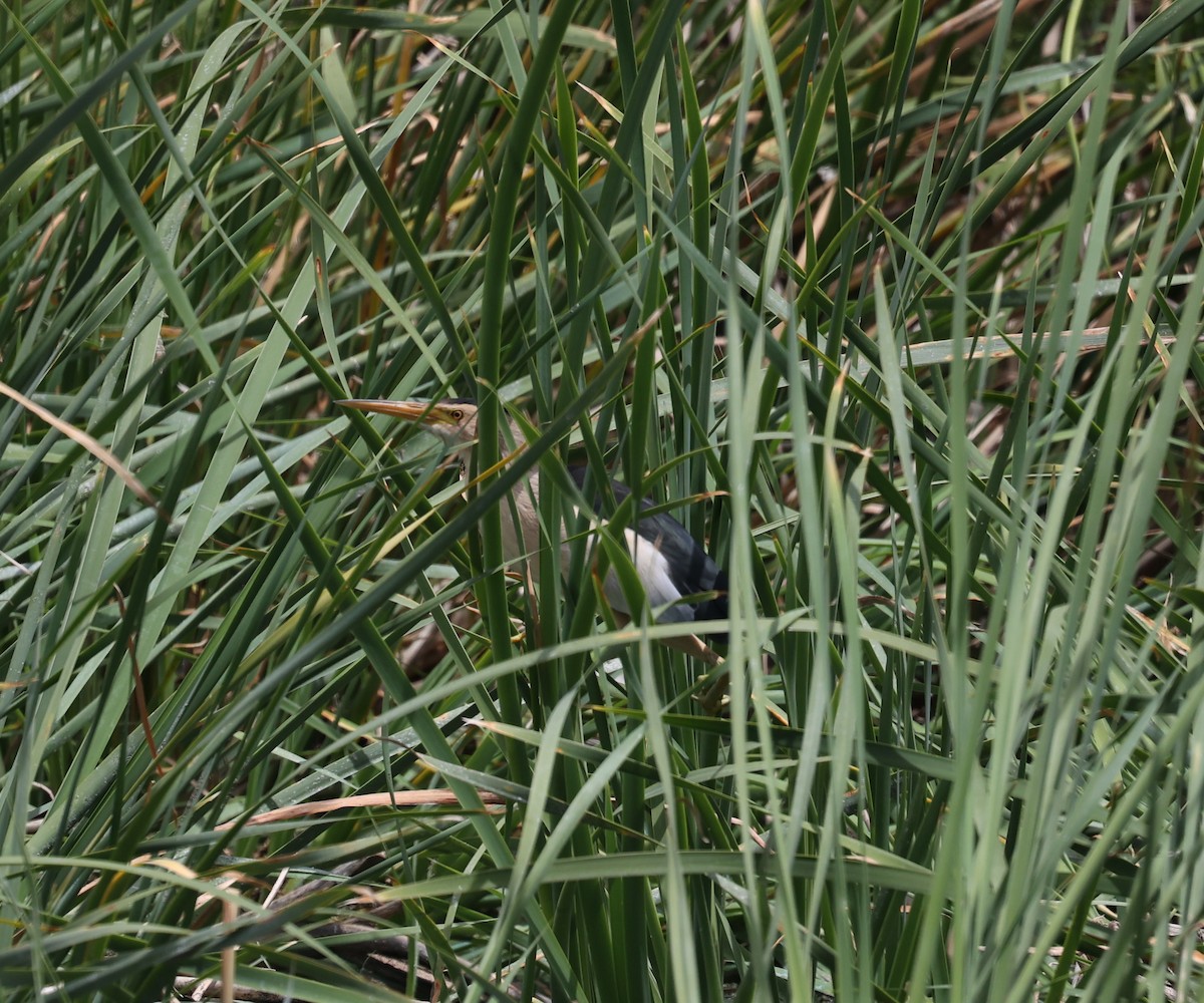 Little Bittern - ML620575275