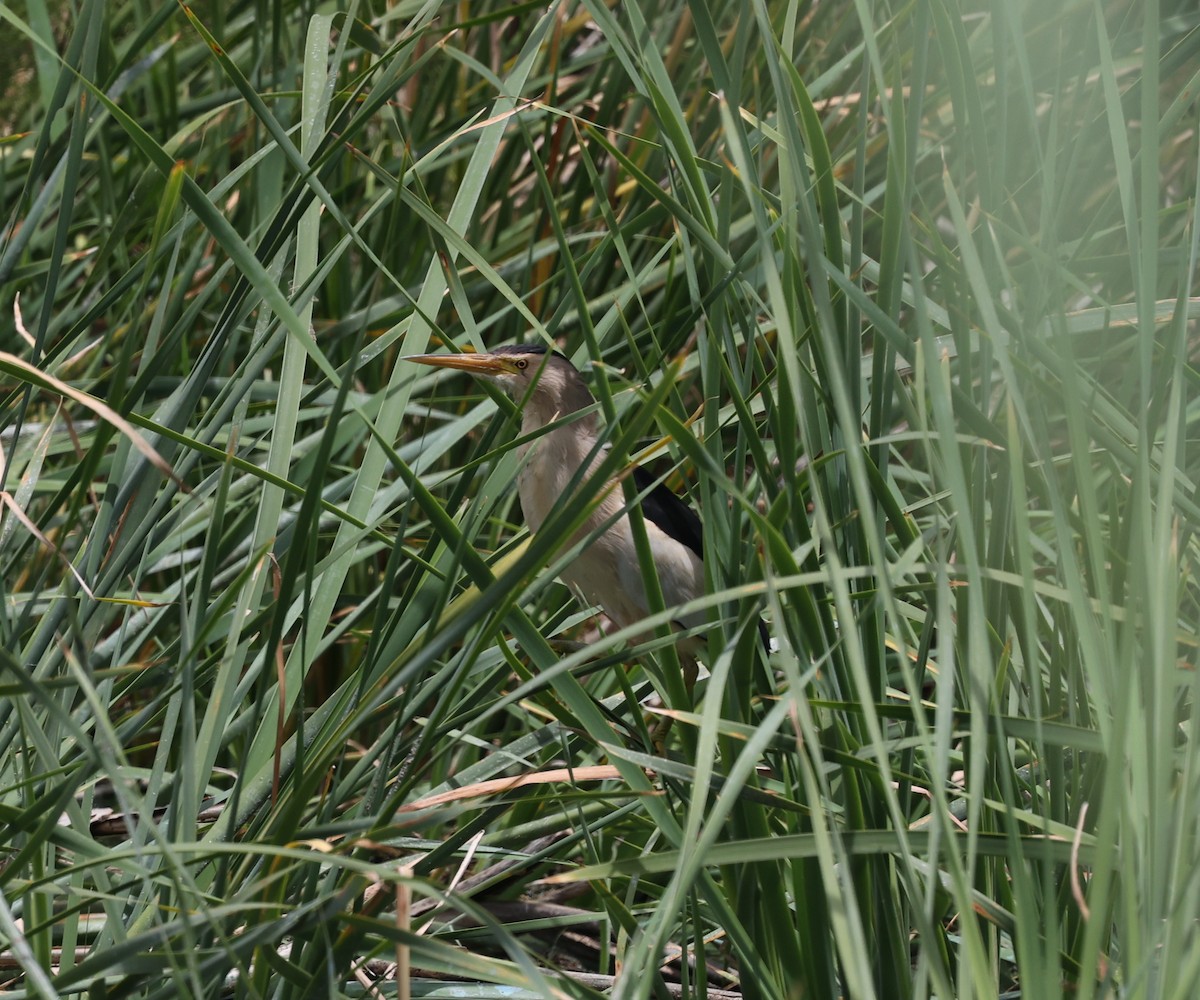 Little Bittern - ML620575276