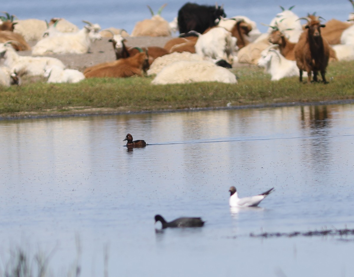 Common Pochard - ML620575279