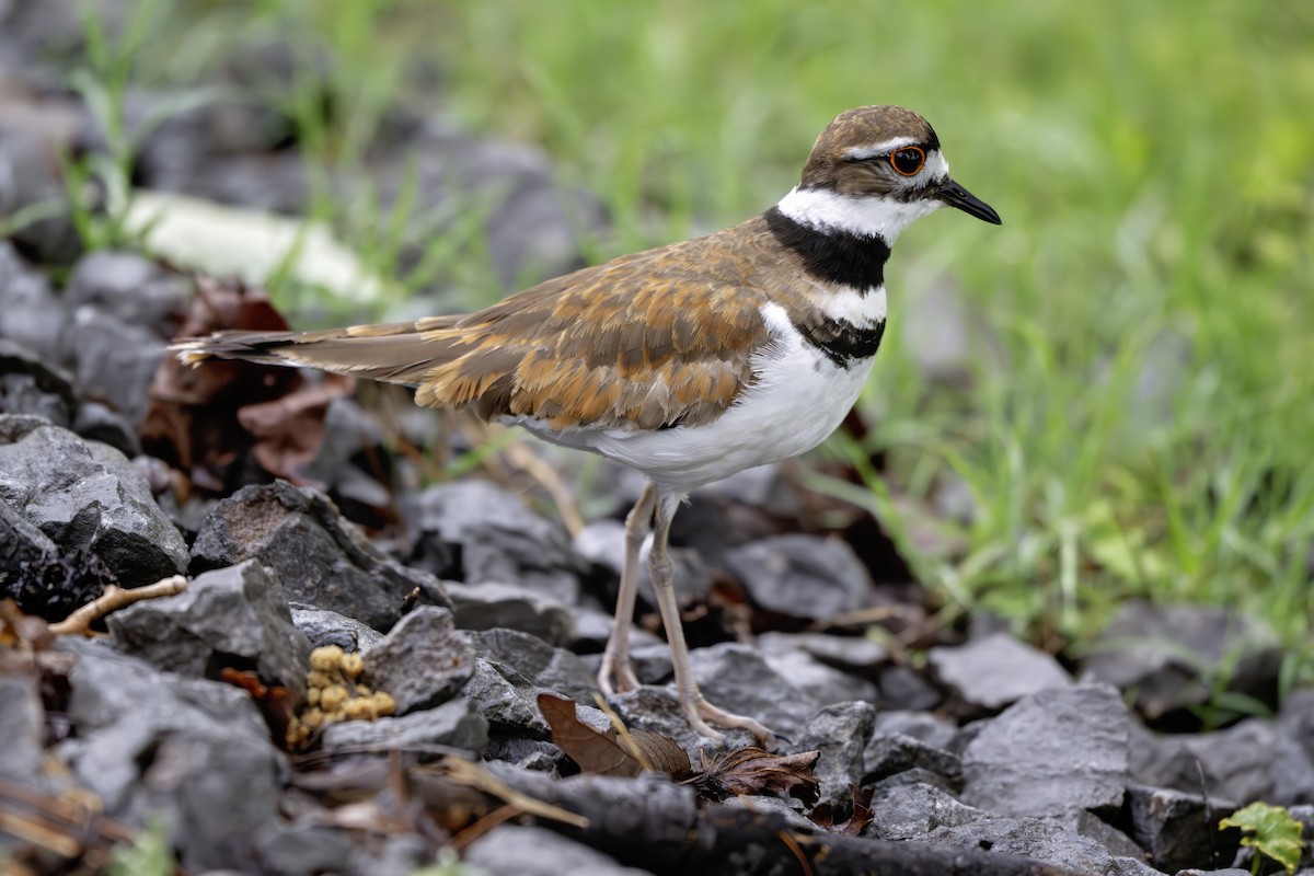 Killdeer - ML620575282