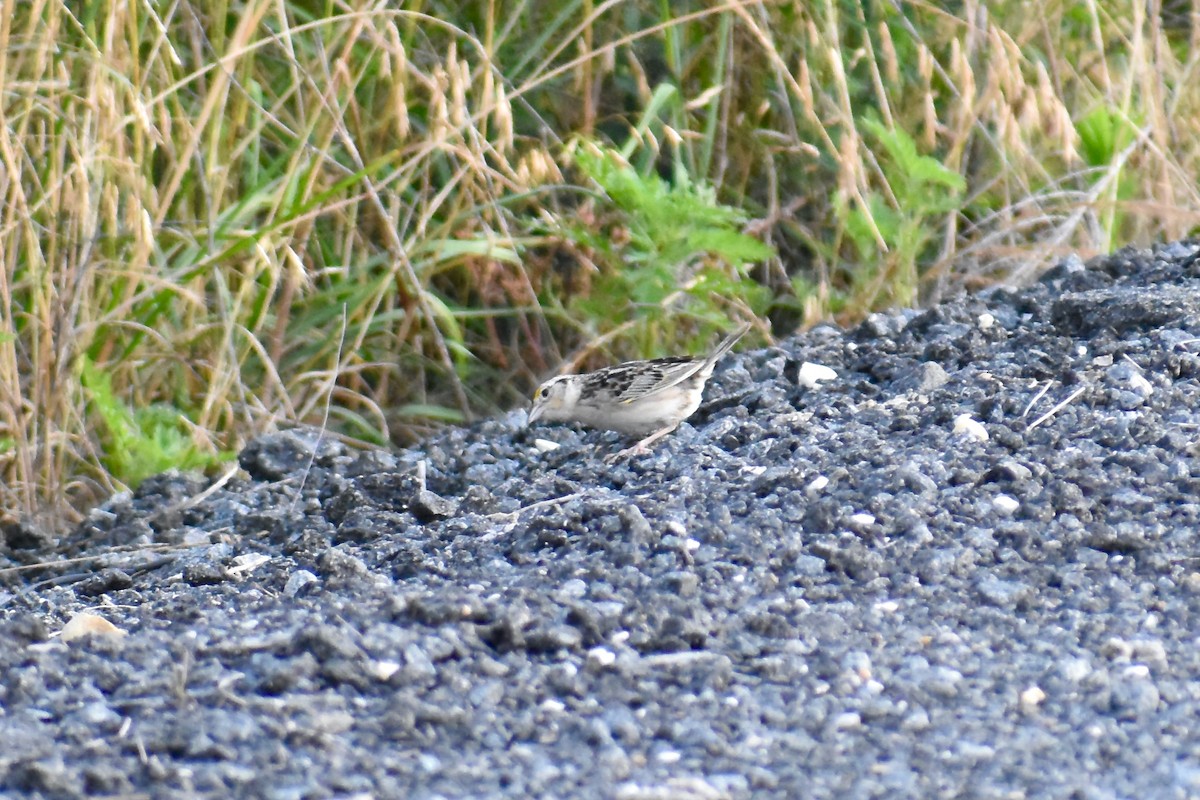 Grasshopper Sparrow - ML620575283
