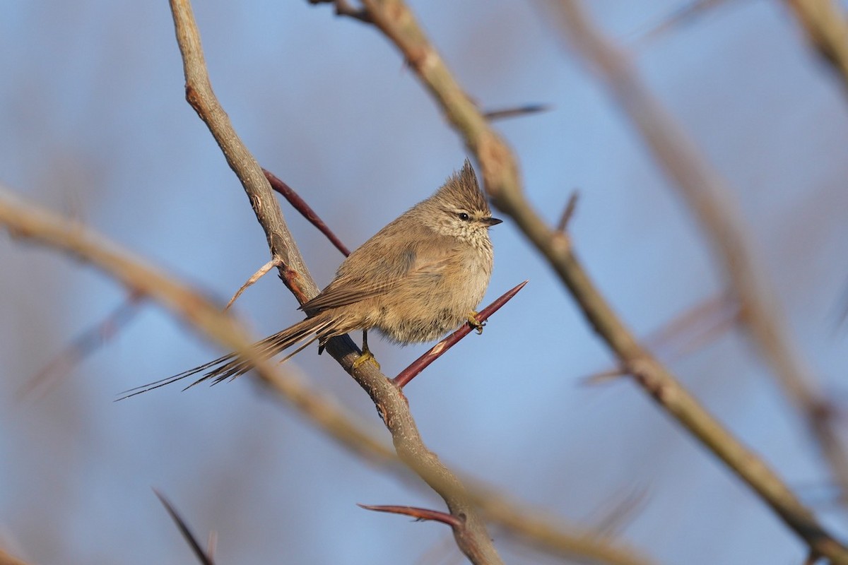 Tufted Tit-Spinetail - ML620575284