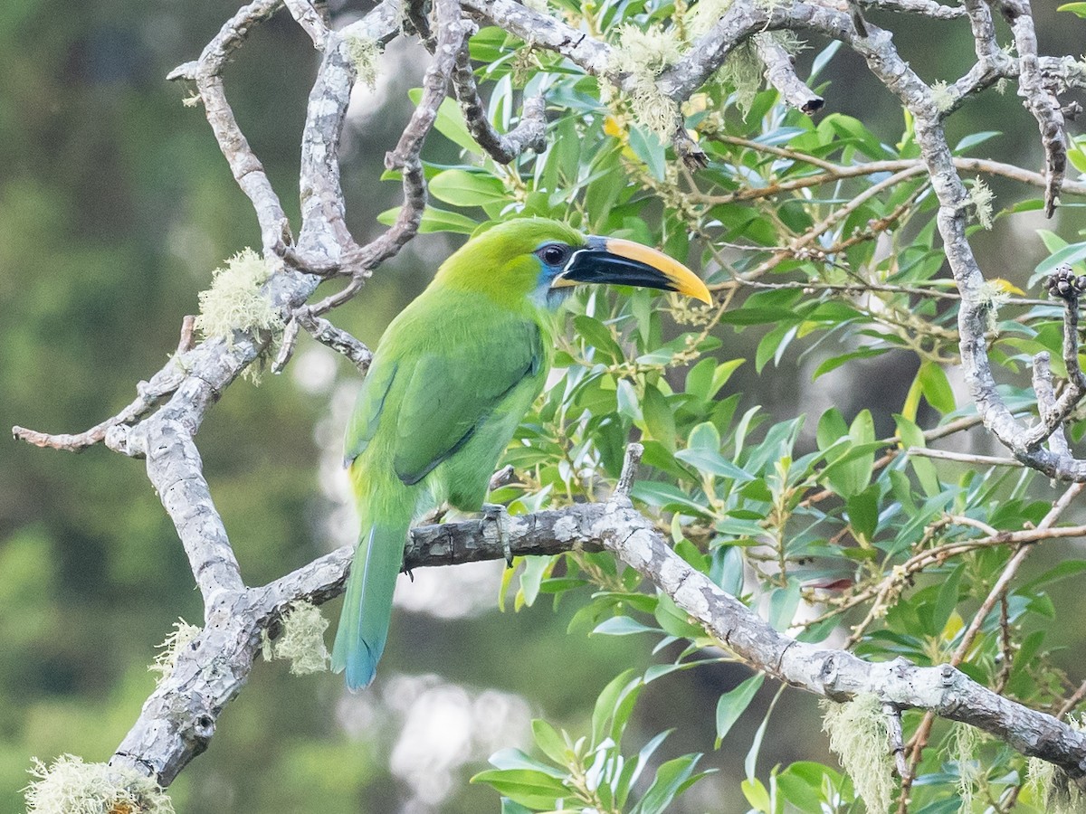 Groove-billed Toucanet - ML620575289