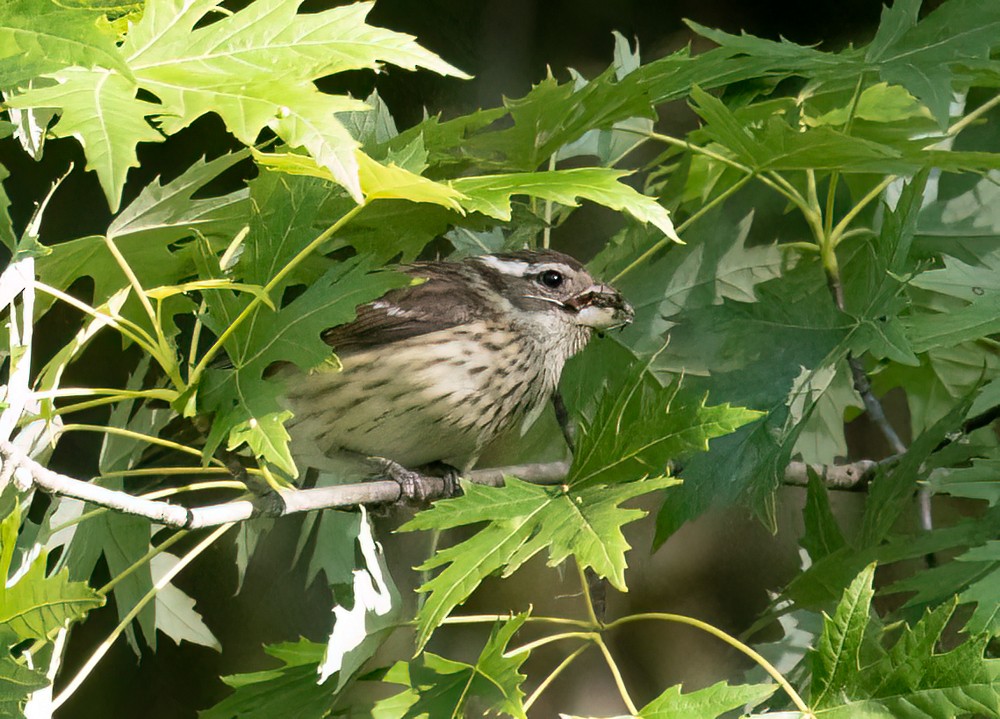 Rose-breasted Grosbeak - ML620575290