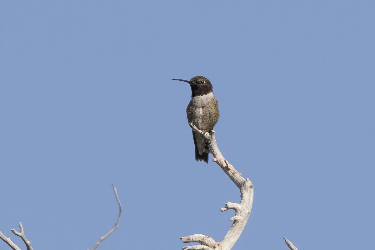 Black-chinned Hummingbird - ML620575297