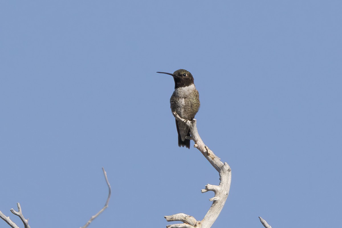 Colibri à gorge noire - ML620575297