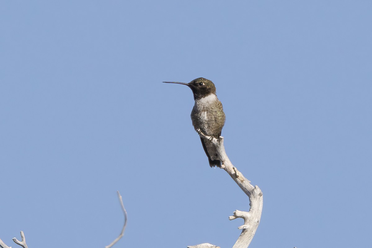 Black-chinned Hummingbird - ML620575298