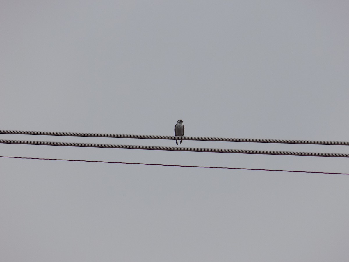 Tree Swallow - Emma Stewart