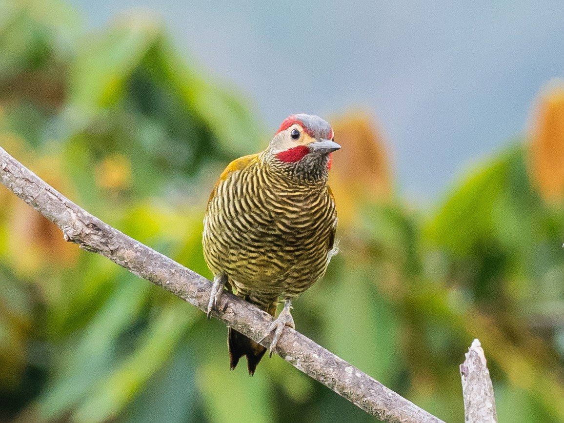Golden-olive Woodpecker - ML620575300