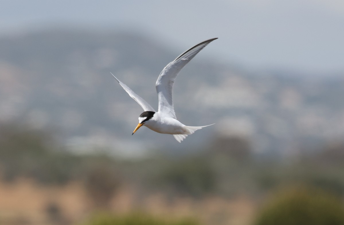 Little Tern - ML620575304