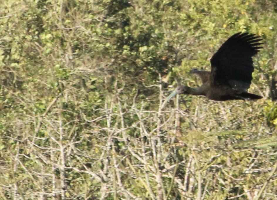 Ibis Verde - ML620575305