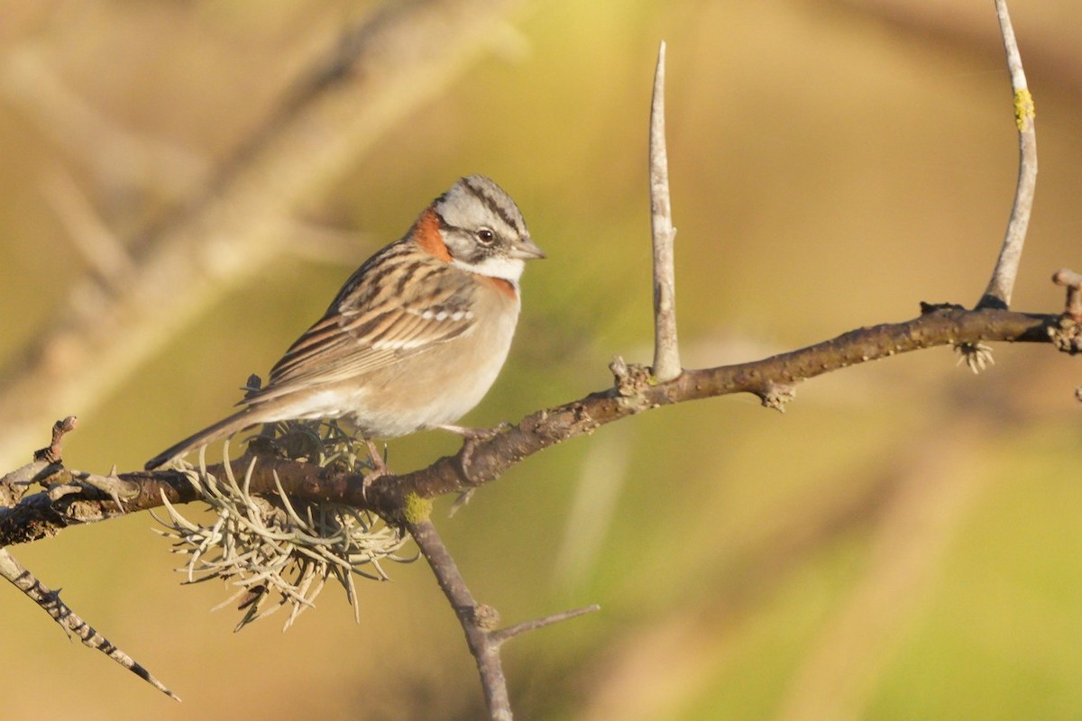 Rufous-collared Sparrow - ML620575315