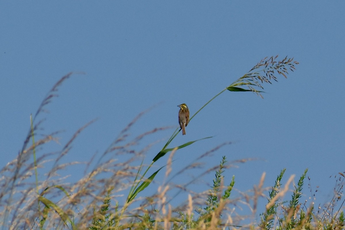 Dickcissel - ML620575317