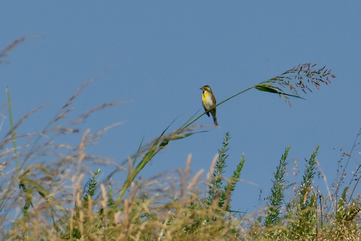 Dickcissel - ML620575318