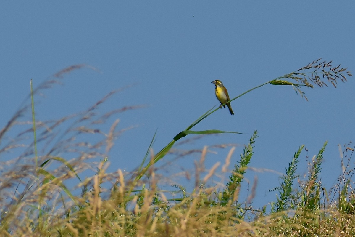 Dickcissel - ML620575319