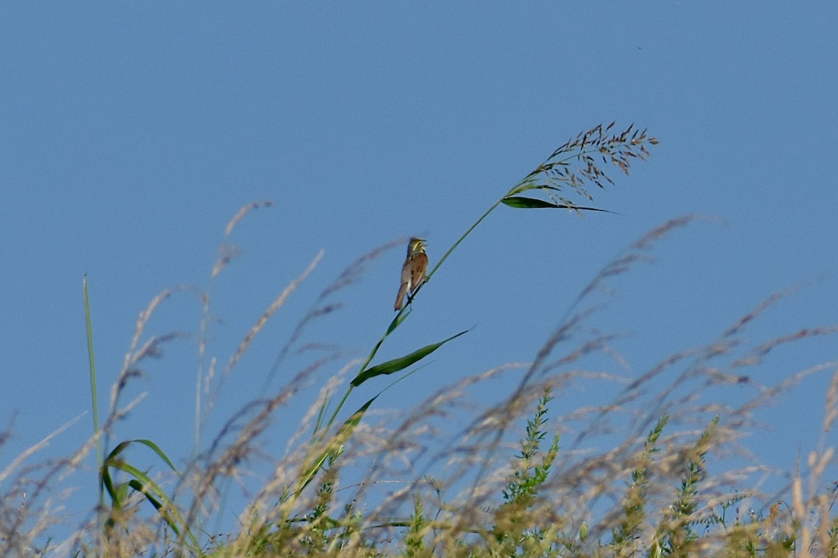 Dickcissel - ML620575320