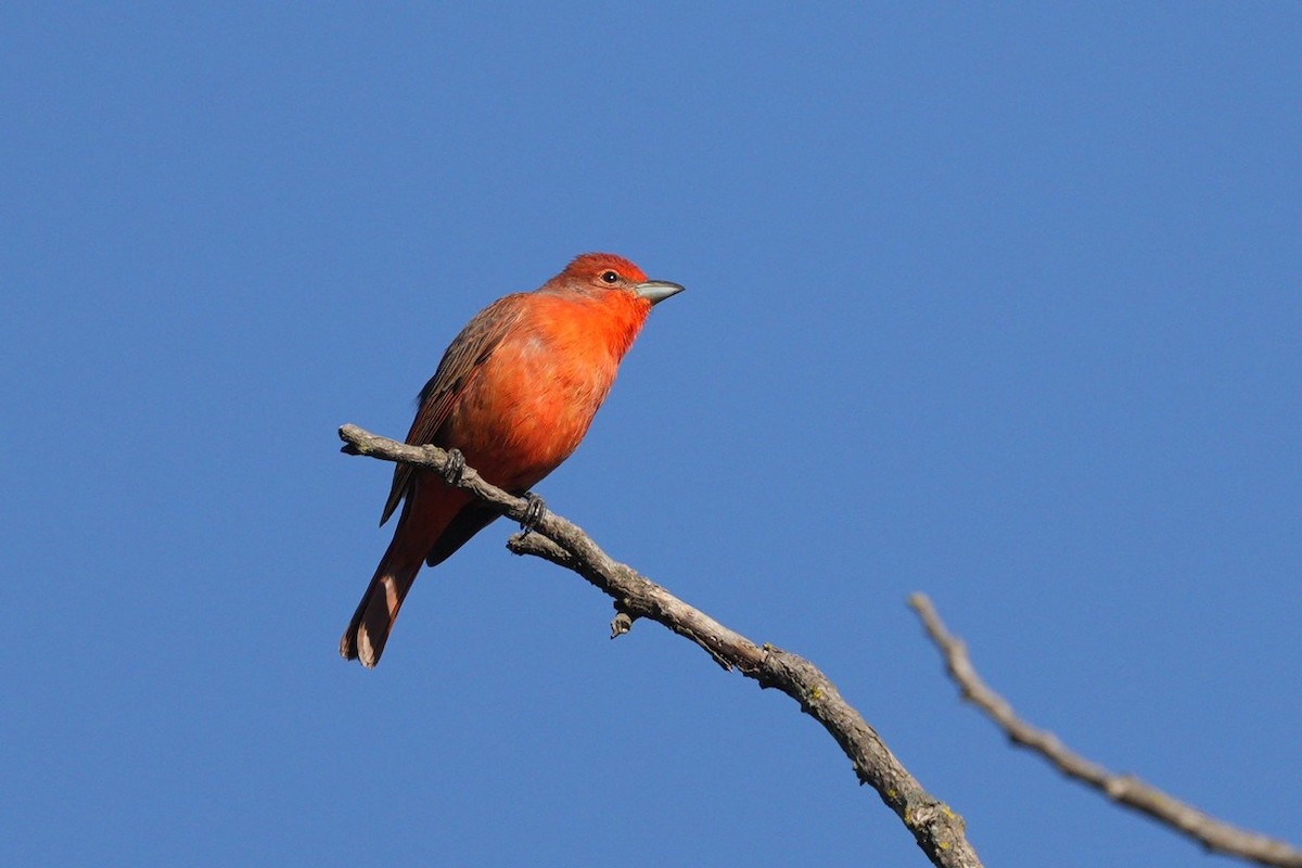 Hepatic Tanager - ML620575321